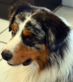 Zeus Des Boû D'fagnes